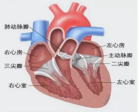 心脏瓣膜病：心脏的“门”坏了，怎么办？